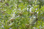 Bur oak